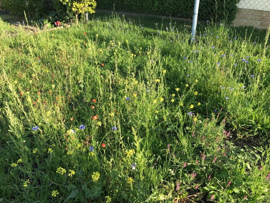 Bienenweide nach 2 Monaten