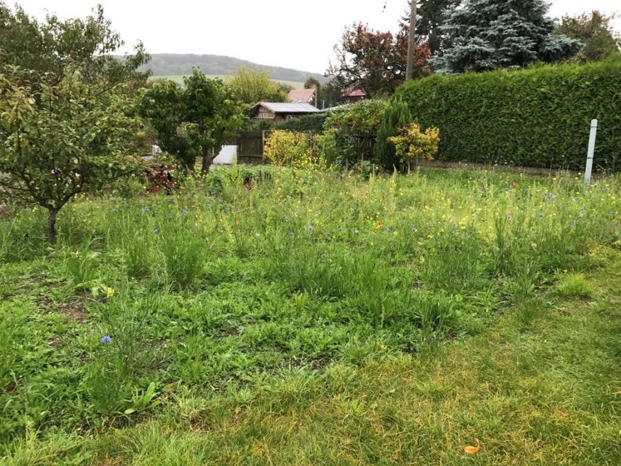 Bienenweide nach 2 Monaten